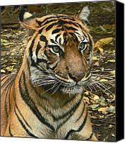 Sumatran+tiger+cartoon