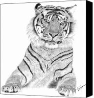 Sumatran+tiger+drawings