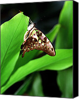 Green Triangle Butterfly