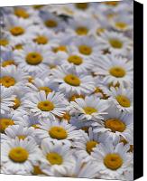 White+daisies+flowers