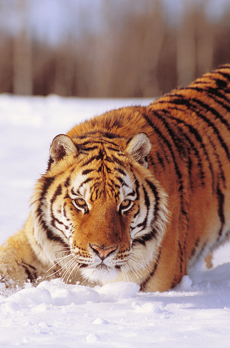 Siberian Tiger By John Hyde - Printscapes