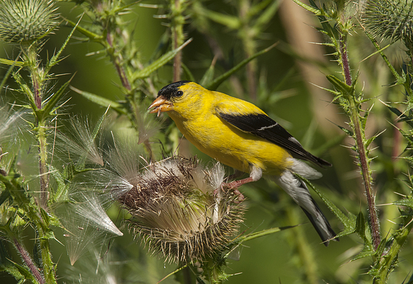 american goldfinch greeting card for sale by gerald deboer american goldfinch greeting card for sale by gerald deboer