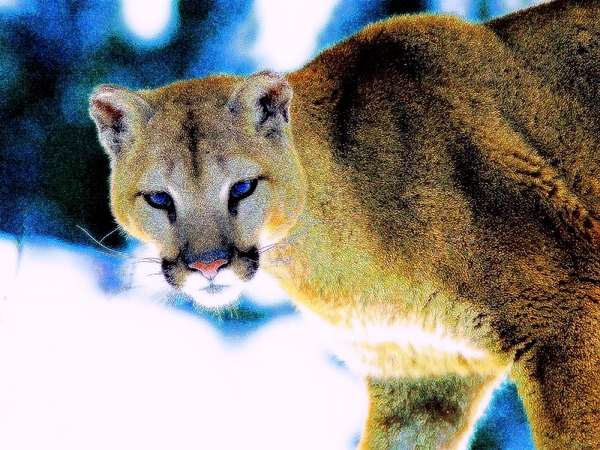 A Cougar In Winter Print by Wbk
