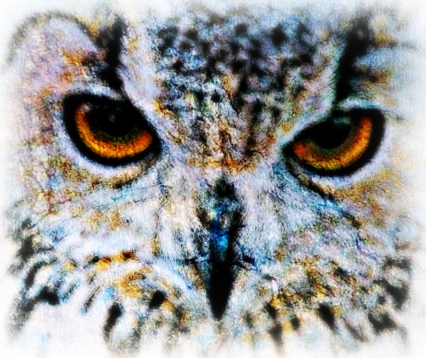 A Wise Old Owl Print by Wbk