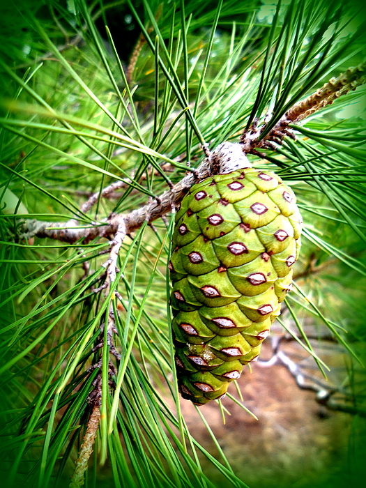 australian pine tree cone by viva anderson australian pine tree cone by viva anderson