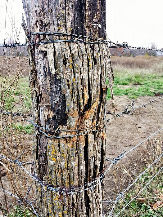 Barbed Wire Fence by Heather Fallot