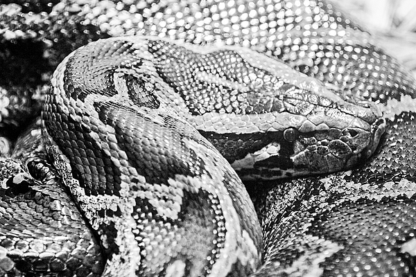 python in a day pdf