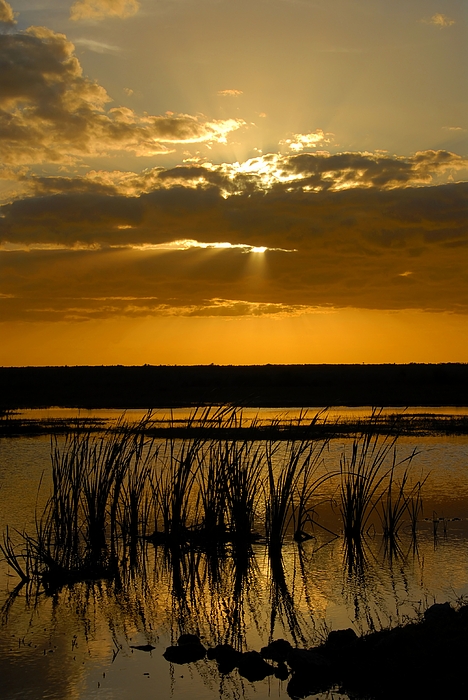 Everglades Evening By David Lee Thompson