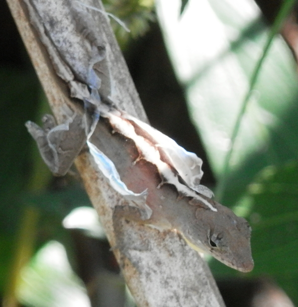 Lizard Shedding Skin by Belinda Lee