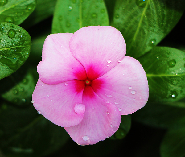 Patience Plant by Rick Leipold