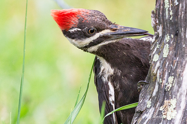 pileated woodpecker eating by sheila trock pileated woodpecker eating by sheila trock