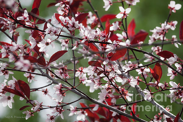 Purple Leaf Plum No. 1 Print by Todd A Blanchard Purple Leaf Plum No. 1 Print by Todd A Blanchard