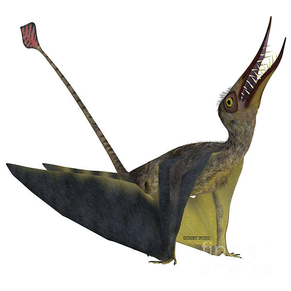 rhamphorhynchus pterosaur