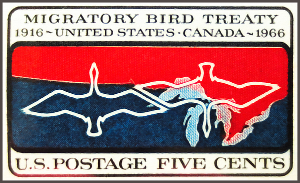 The Migratory Bird Treaty Stamp by Lanjee Chee
