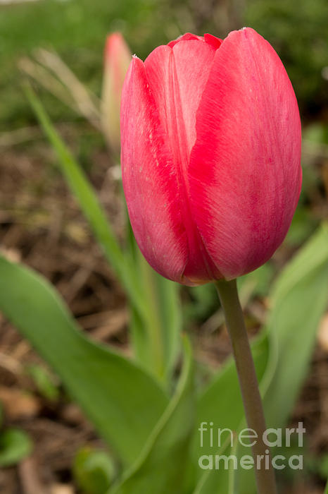 Alana Tulips