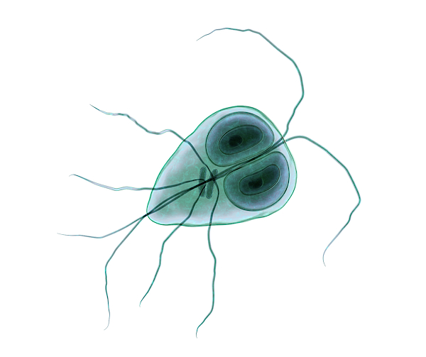 Giardia Lamblia Parasite Greeting Card By Kateryna Kon Science Photo