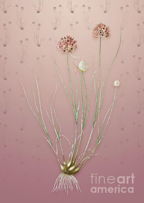 Vintage Allium Globosum Botanical Art On Dusty Pink Pattern N 5377