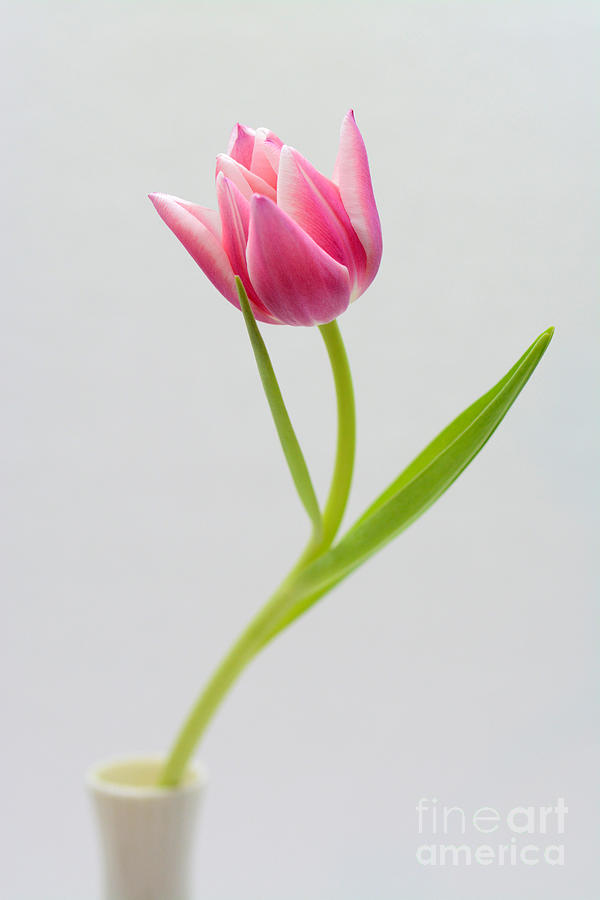 tulip io