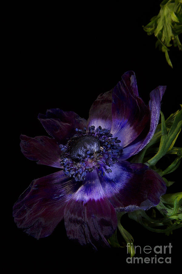 anemone bordeaux anemone de caen bordeaux photograph by ann garrett anemone bordeaux anemone de caen bordeaux photograph by ann garrett