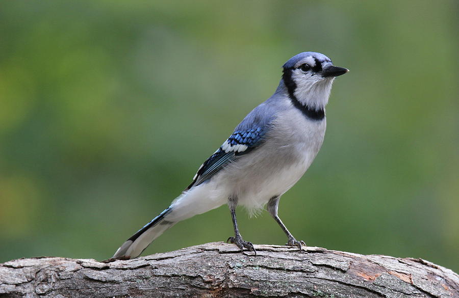 Blue Jay Photograph By Sue Feldberg Fine Art America