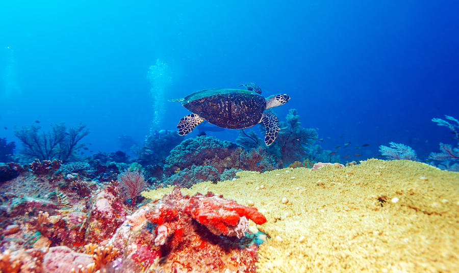 Green Sea Turtle Near Coral Reef Bali Photograph By Rostislav Ageev