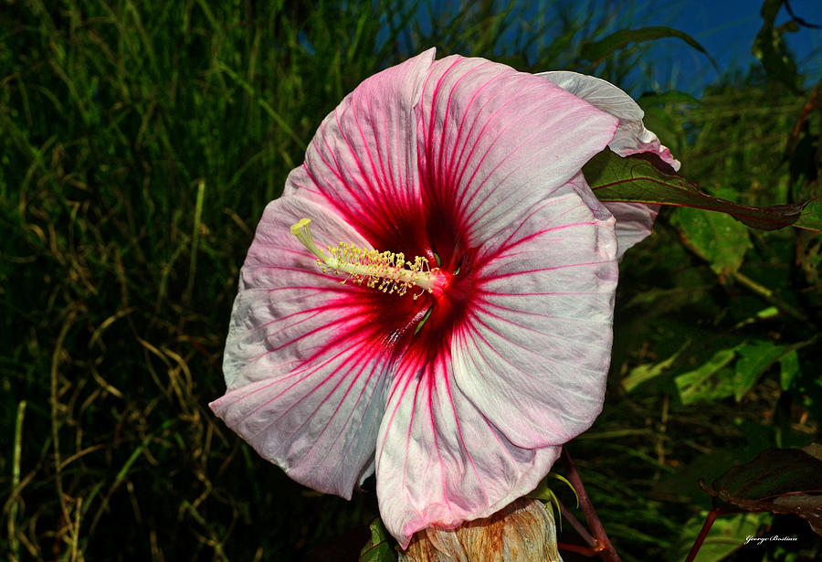 Hibiscus 002 Photograph By George Bostian Fine Art America