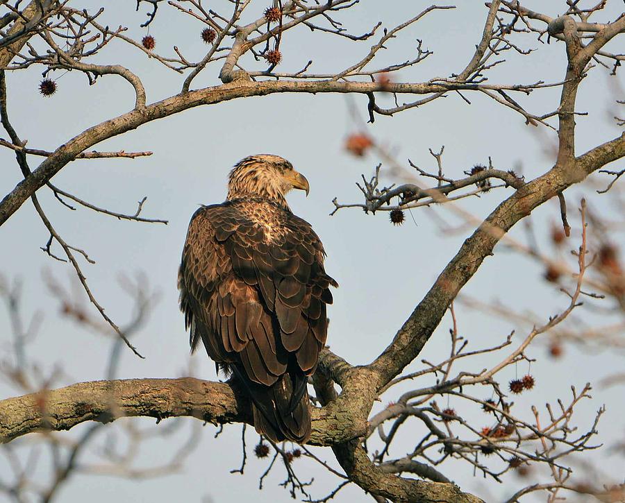 Juvenile Bald Eagle Photograph By Jennifer Reynolds Pixels