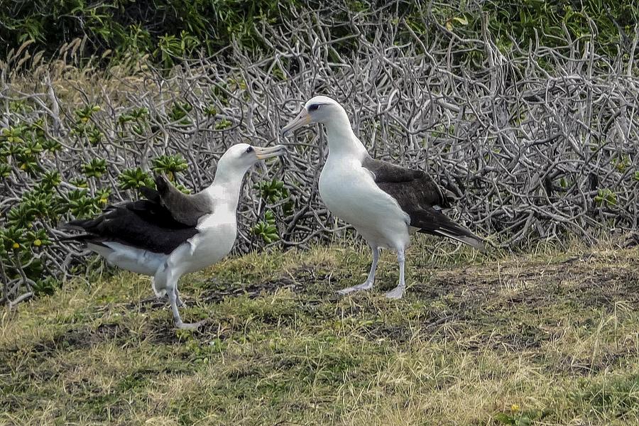 laysan albatross hawaii 2 photograph by naturespix laysan albatross hawaii 2 photograph by naturespix