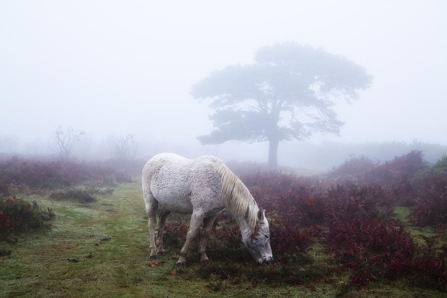 New Forest England Photograph By Joana Kruse Pixels