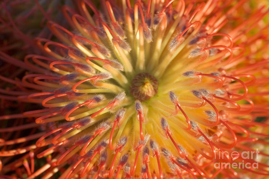 Protea Blossom Photograph By Ron Dahlquist Printscapes Fine Art America