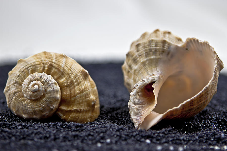 Seashells On Black Sand Photograph by Joana Kruse