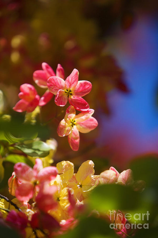 Shower Tree Blossoms Photograph By Ron Dahlquist Printscapes Fine