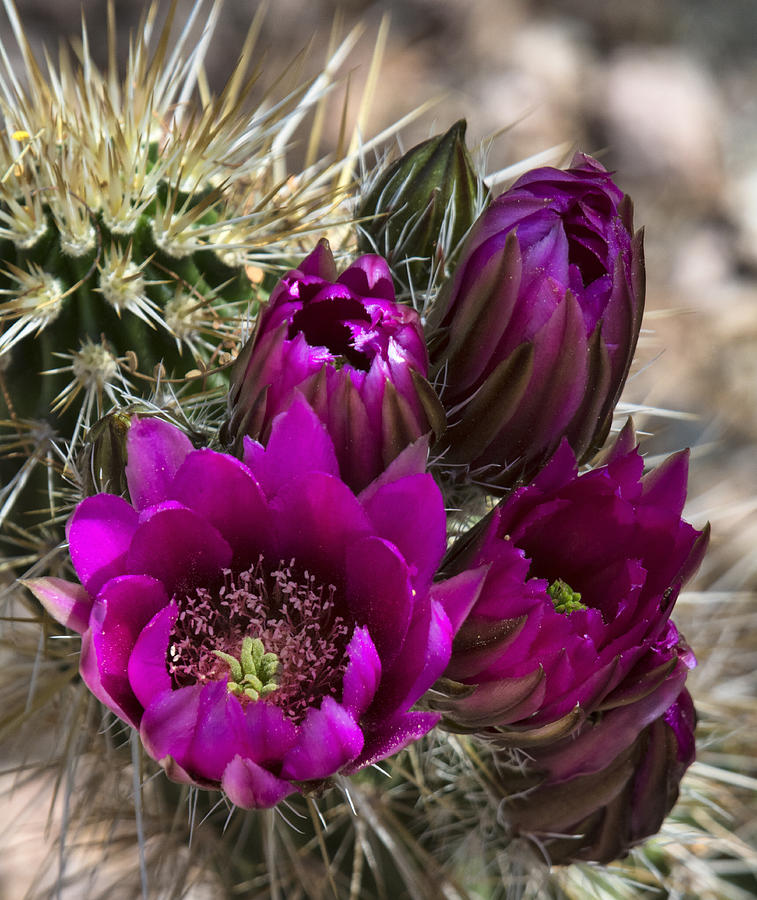 Strawberry Hedgehog Blooms Photograph By Saija Lehtonen