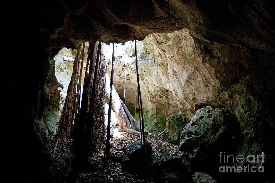 Tree Growing Into Green Grotto Caves Jamaica Photograph By Jason O Watson