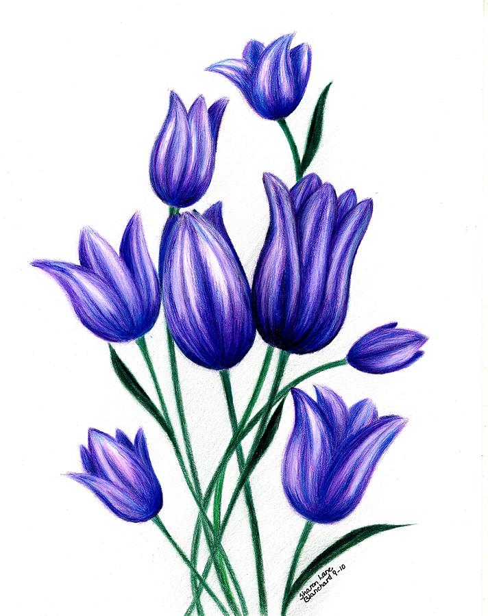 Tulips For Harry Drawing by Sharon Blanchard