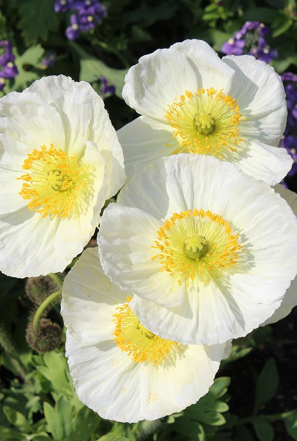 anemone blanca anemone blanca