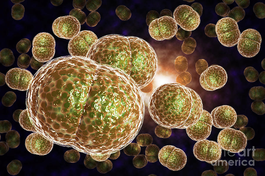 Meningitis Bacteria Infection Photograph By Ezume Images Pixels