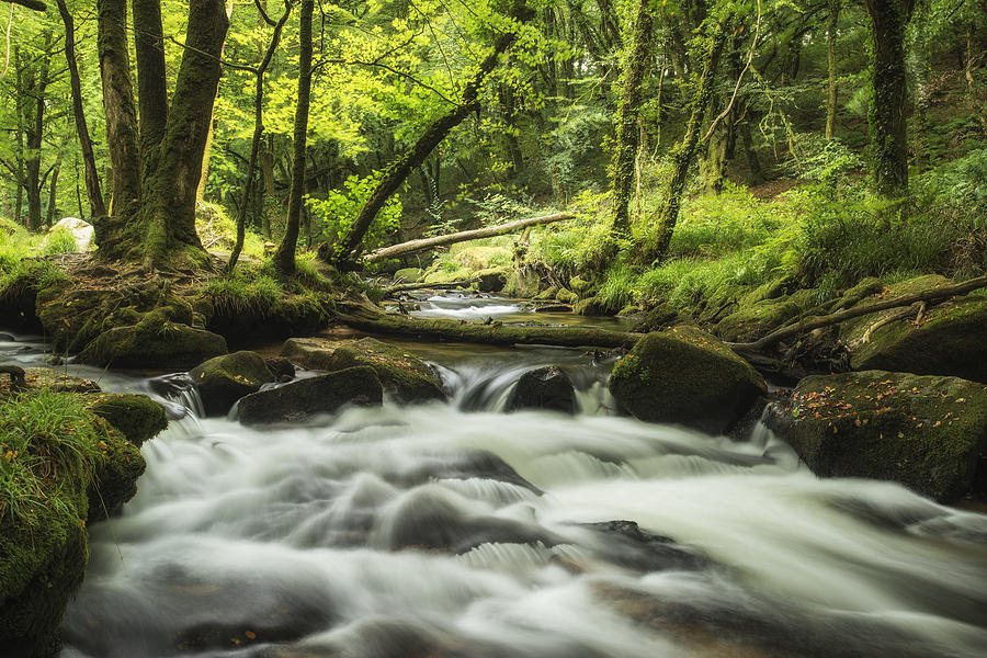 Beautiful Forest Stream Landscape Flowing Through Woodland With ...