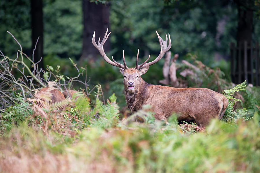 Majestic Powerful Red Deer Stag Cervus Elaphus In Forest Landsca