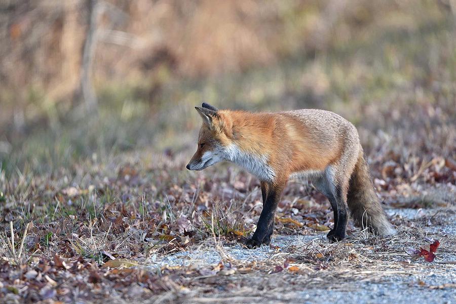 Red Fox Photograph By Jennifer Reynolds Pixels