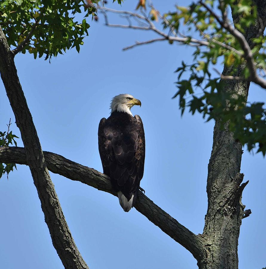 Adult Bald Eagle Photograph By Jennifer Reynolds Pixels