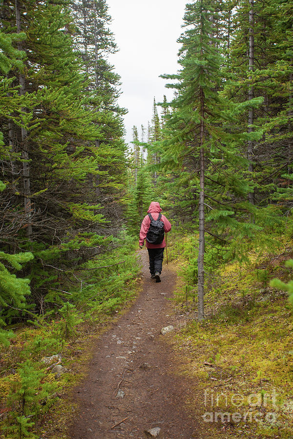 Hiking Rainy Autumn Fall Boreal Forest Taiga Trail Photograph By