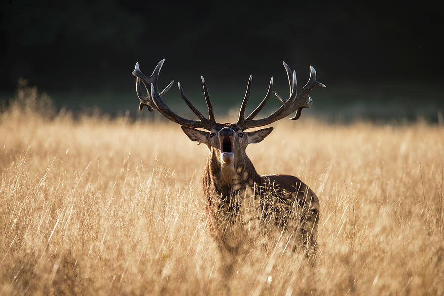 Majestic Red Deer Stag Cervus Elaphus Bellowing In Open Grasss F