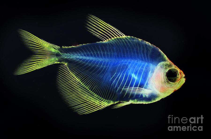 Fish Skeleton Photograph By Scott Camazine Fine Art America