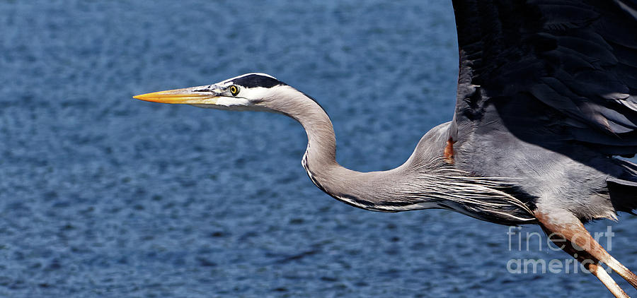 Great Blue Heron Painting By Sue Harper Fine Art America