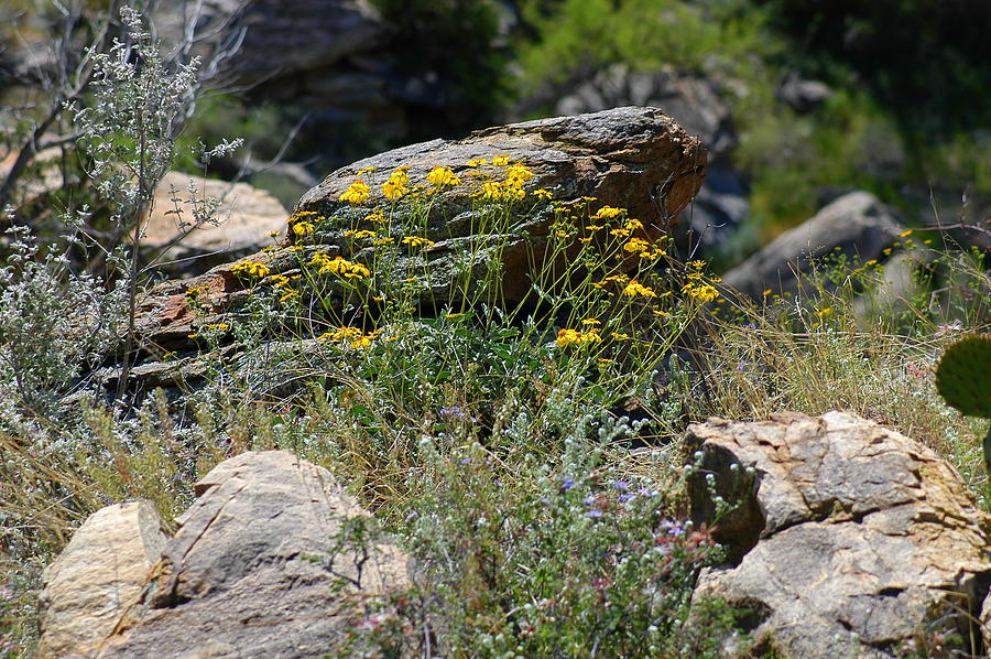 Springtime In The Desert Photograph By Teresa Stallings Pixels