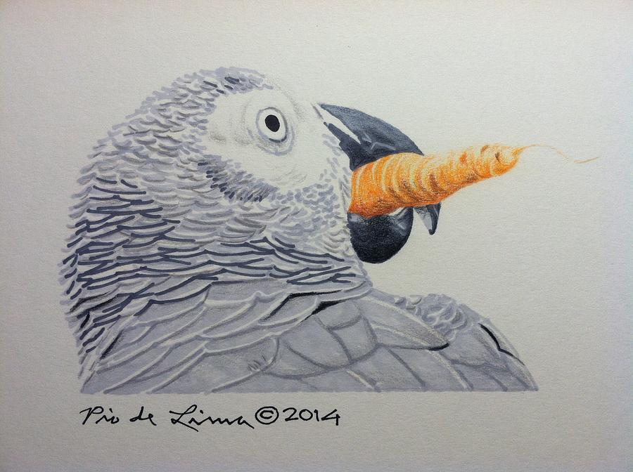 African Grey Parrot Drawing By Pio De Lima Fine Art America