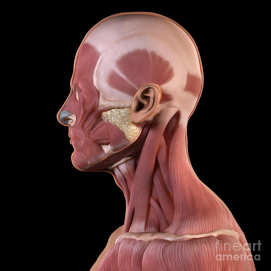 Facial Muscles Photograph By Science Picture Co Fine Art America