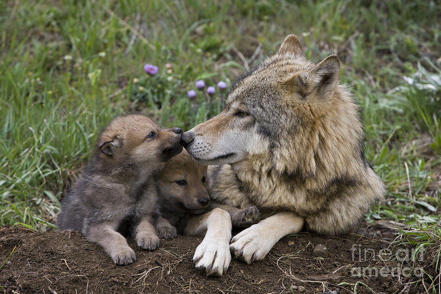 Gray Wolf And Cubs Photograph By Jean Louis Klein And Marie Luce Hubert