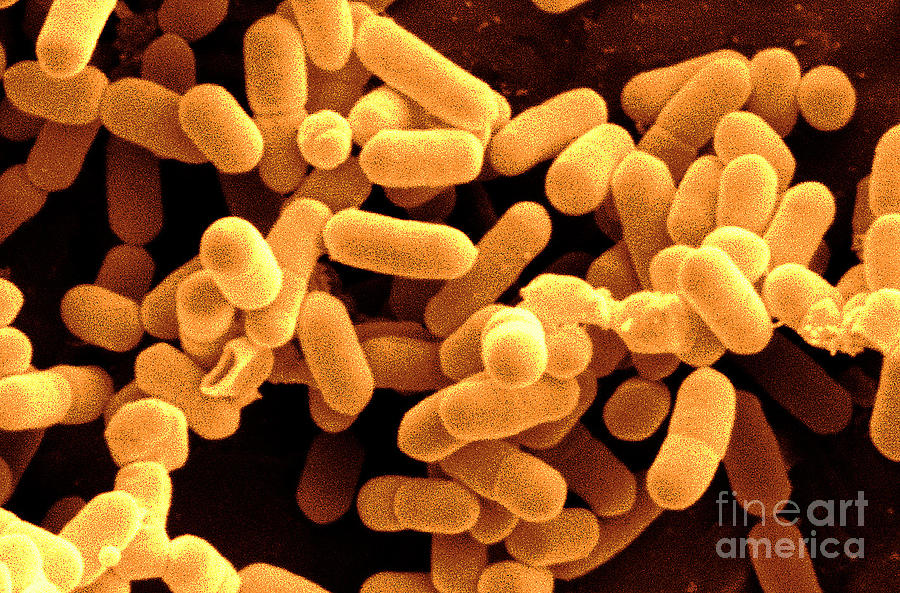 Listeria Monocytogenes Bacteria 4 Photograph By Scimat Pixels